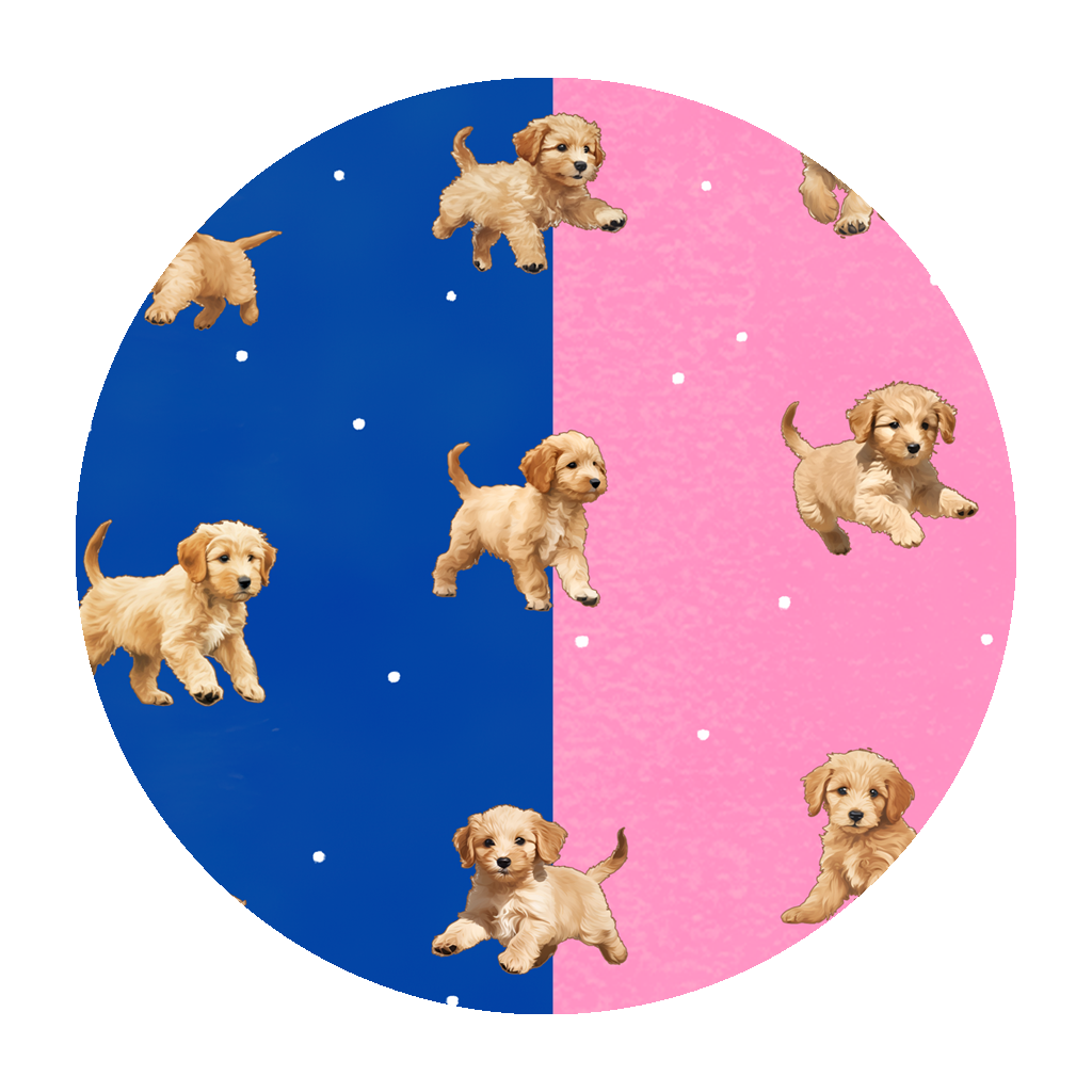 Golden Doodle Dreams